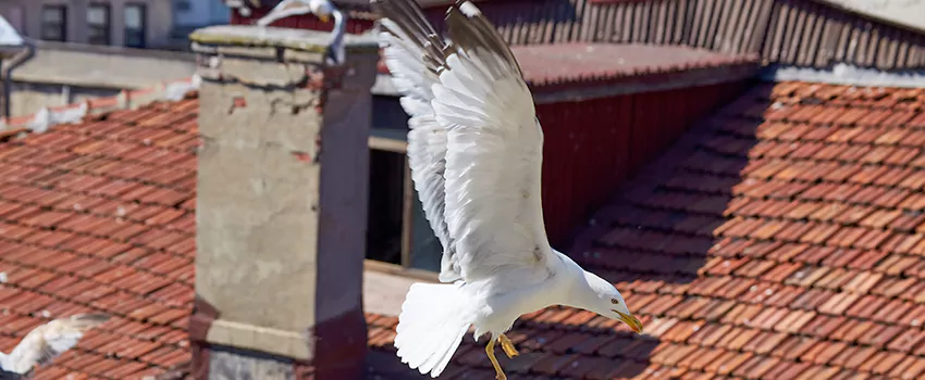 Residential Chimney Animal Removal Solution in Maple Heights, OH